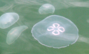 meduse_mare_296