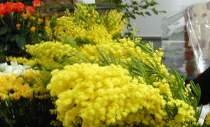 mimose_296